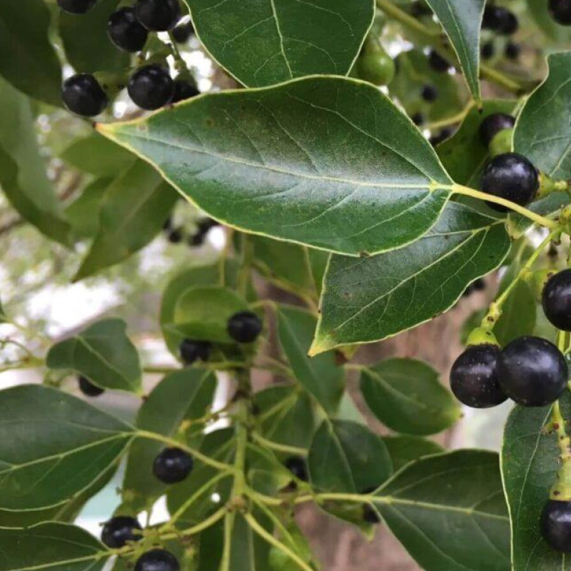 Camphor