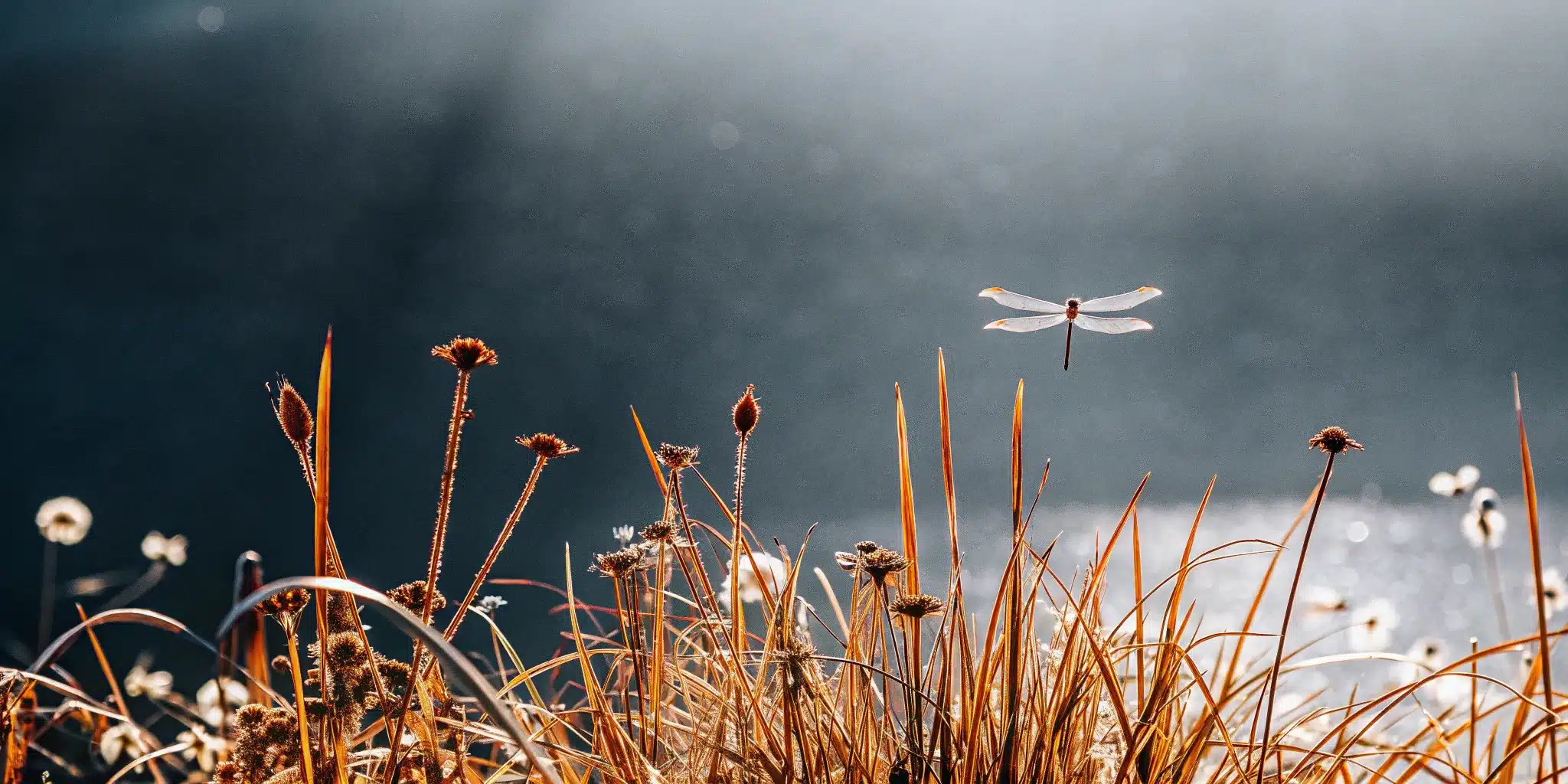 A dragonfly resting on wild grass, a symbol of natural remedies for back pain and inflammation.
