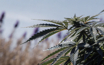 Beta Caryophyllene Cream: What It Is & How It Works