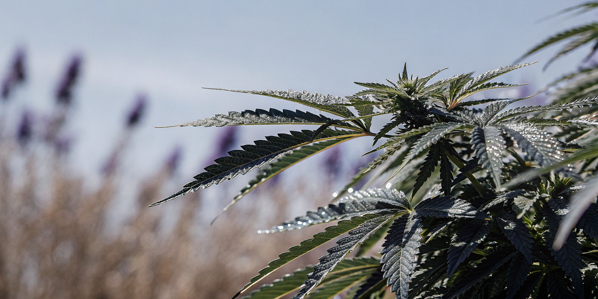 what-are-terpenes-in-pain-cream-a-beginners-guide-346678 Close-up of cannabis trichomes, the source of terpenes used for pain relief.